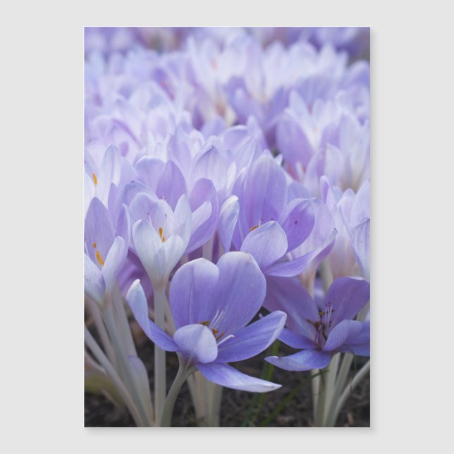 Crocus Lindad Canvastryck (Framsida)