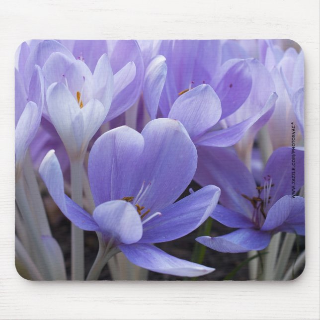 Crocus musmadrass musmatta (Framsidan)