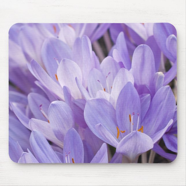 Crocus musmadrass musmatta (Framsidan)