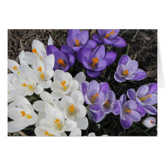 Crocus OBS Kort
