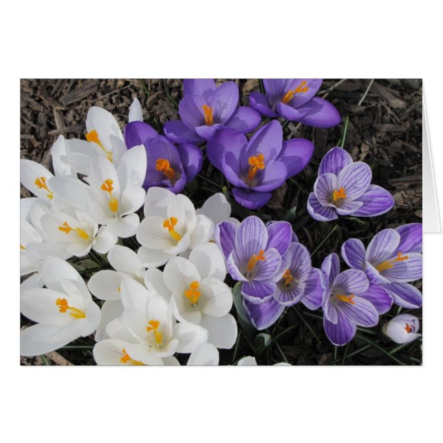Crocus OBS Kort (Framsidan Horizontal)