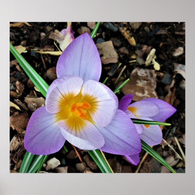 Crocus Poster (Framsidan)