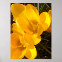 Crocus