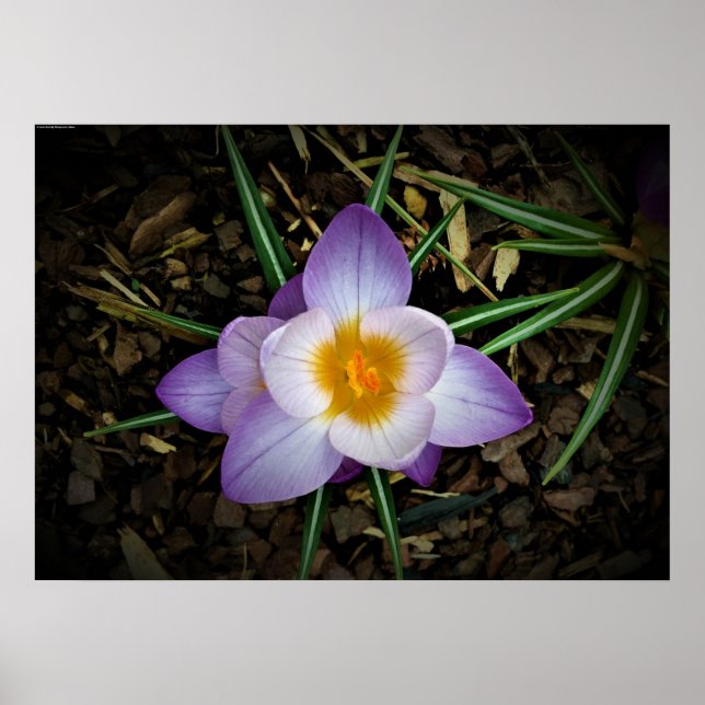 Crocus Poster (Framsidan)
