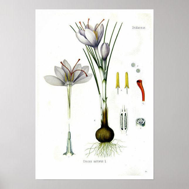 Crocus sativus poster (Framsidan)
