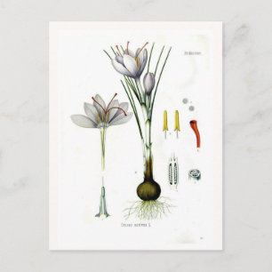 Crocus sativus vykort