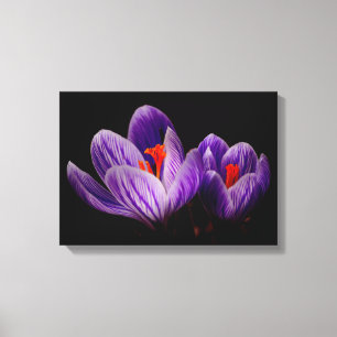 Crocus Silhouette Canvastryck