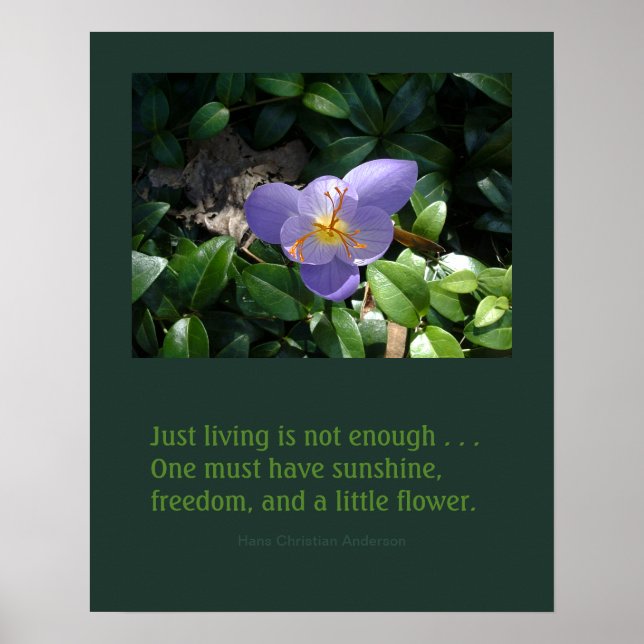 Crocus trädgårds inspirerande poster (Framsidan)