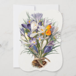 Crocus Vår Flower Botanical Blommigt Art