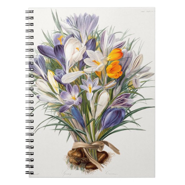 Crocus Vår Flower Botanical Blommigt Art Anteckningsbok (Framsidan)