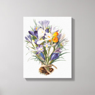 Crocus Vår Flower Botanical Blommigt Art Canvastryck