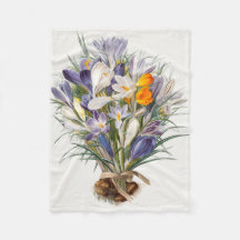 Crocus Vår Flower Botanical Blommigt Art
