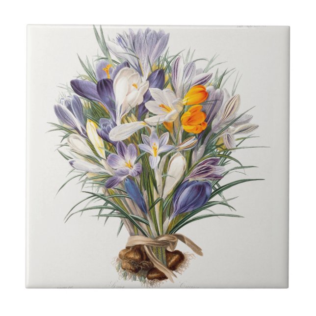 Crocus Vår Flower Botanical Blommigt Art Kakelplatta (Framsidan)