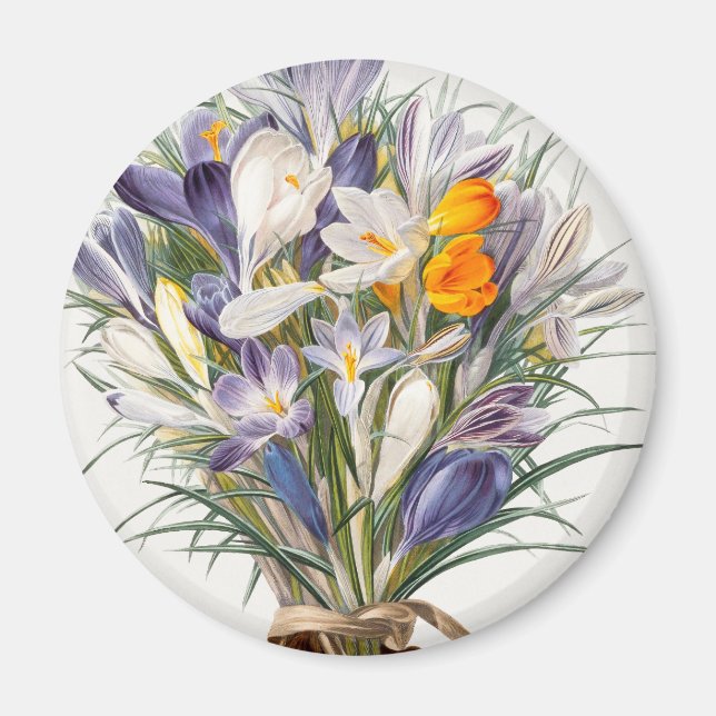 Crocus Vår Flower Botanical Blommigt Art Magnet (Framsidan)