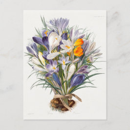 Crocus Vår Flower Botanical Blommigt Art Vykort