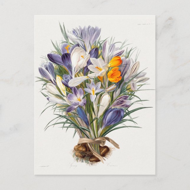 Crocus Vår Flower Botanical Blommigt Art Vykort (Framsida)