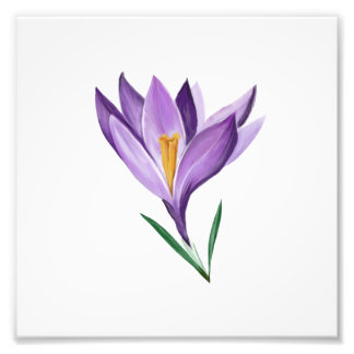 Crocus Vår Flower Fototryck