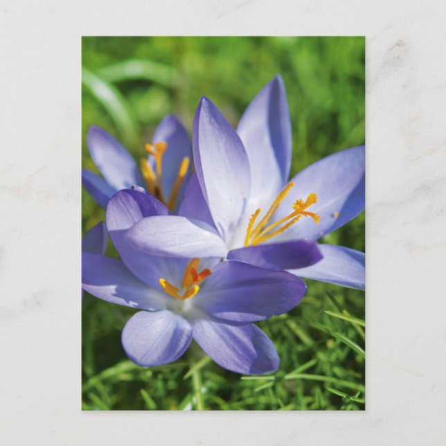 Crocus Vykort (Framsida)