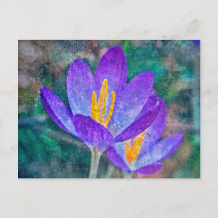 Crocus Vykort