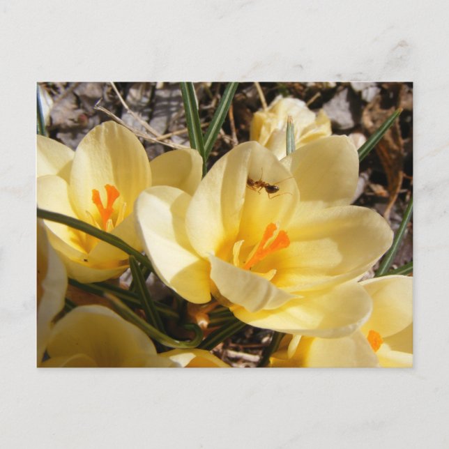 Crocus w/ant 111 ~ vycard vykort (Framsida)