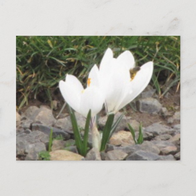 Crocusand the Bee Postcard Vykort (Framsida)