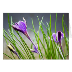 CrocusCard Hälsningskort