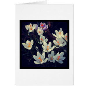 Crocuses Hälsningskort