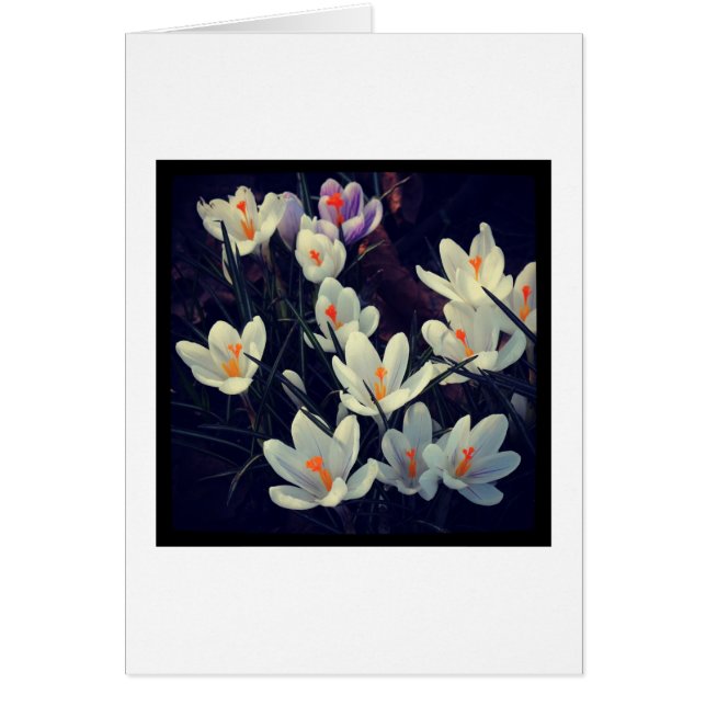 Crocuses Hälsningskort (Framsidan)