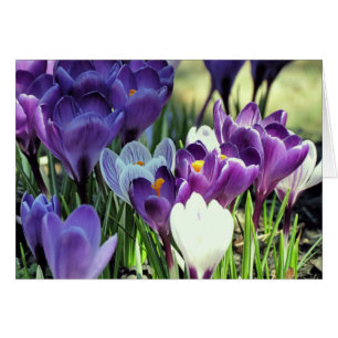 Crocuses Hälsningskort