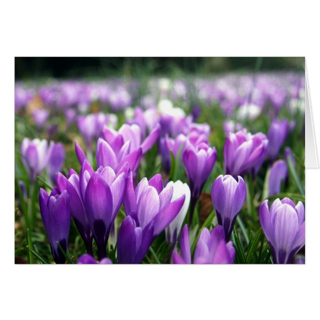 Crocuses Hälsningskort (Framsidan Horizontal)