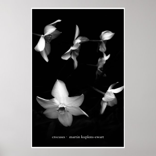 Crocuses Poster (Framsidan)