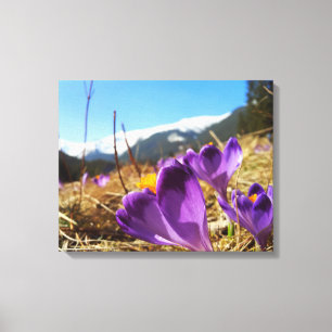 Crocuses, Tatras Canvastryck