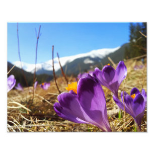 Crocuses, Tatras Fototryck