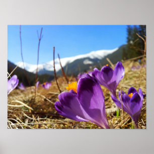 Crocuses, Tatras Poster