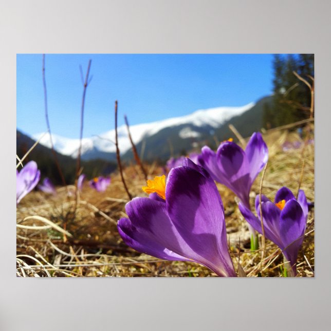 Crocuses, Tatras Poster (Framsidan)