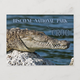 Crokodile, Biscayne nationalpark, Florida Vykort
