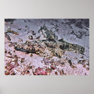 Crokodile Flathead Poster