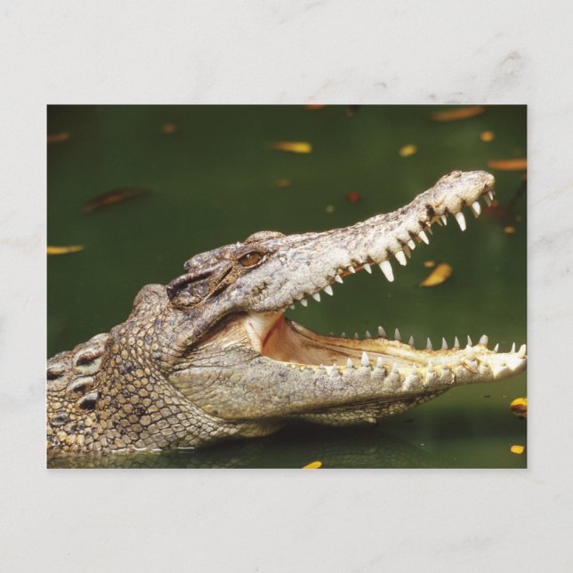 Crokodile och Caiman från Junglewalk.com Vykort (Framsida)