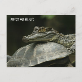 Crokodile och Turtle Post Card Vykort