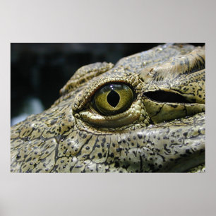 Crokodile öga poster