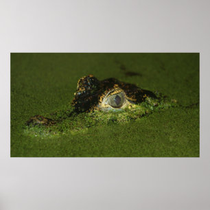 Crokodile ögon poster