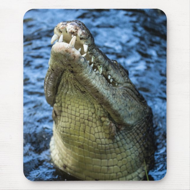 Crokodile Teeth Vatten Musmatta (Framsidan)