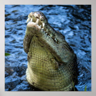 Crokodile Teeth Vatten Poster
