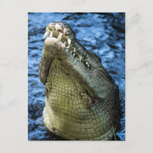 Crokodile Teeth Vatten Vykort