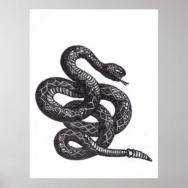 Crotalus Cascavella Snake (Venemous Pit Viper) Poster (Framsidan)