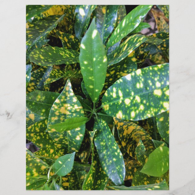 Croton Plant (Framsida)