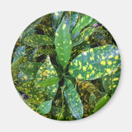 Croton Plant Magnet