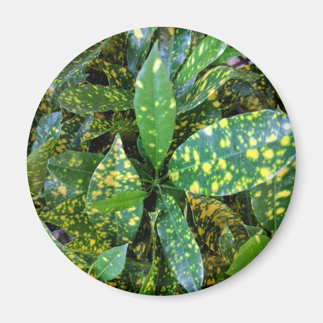 Croton Plant Magnet (Framsidan)