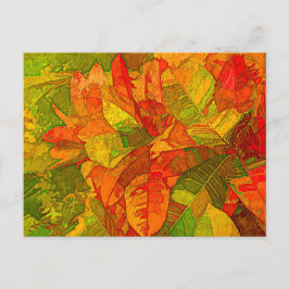 Croton Variegatum Plant Vykort