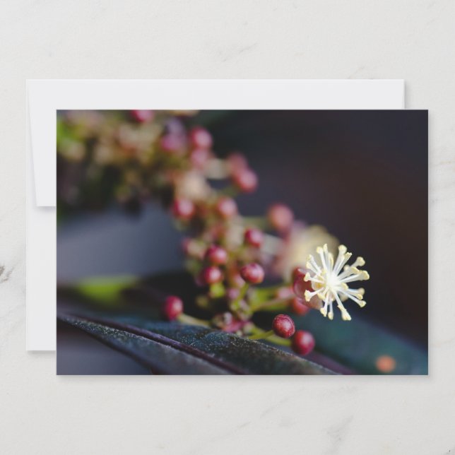 Crotonblomma (Framsida)